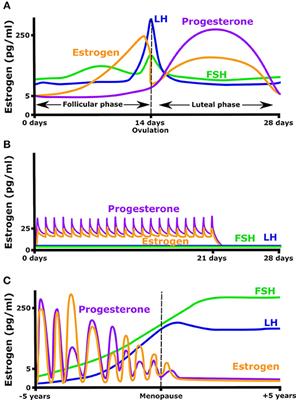 Effect of Estrogen on Musculoskeletal Performance and Injury Risk